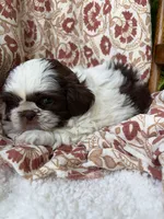 Molly Mae, a female Shih Tzu for sale in Seymour, MO – 10 of 10
