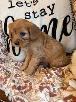 Beau, a male Cavapoo for sale in Seymour, MO – 7 of 7