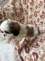 Charlie, a male Shih Tzu for sale in Seymour, MO – 5 of 10