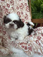 Molly Mae, a female Shih Tzu for sale in Seymour, MO – 3 of 10
