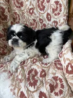 Annie Mae, a female Shih Tzu for sale in Seymour, MO – 8 of 9