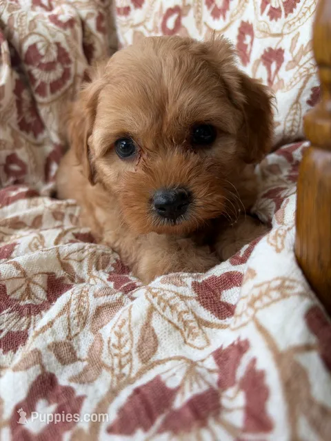 Sadie – Cavapoo, Poodle - Toy  puppy for sale in Seymour, MO