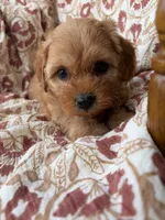 Sadie, a female Cavapoo and Poodle - Toy  for sale in Seymour, MO – 1 of 9