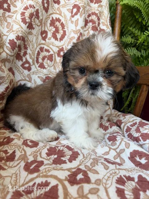 Nora – Shih Tzu puppy for sale in Seymour, MO