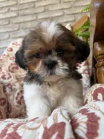 Nora, a female Shih Tzu for sale in Seymour, MO – 2 of 10
