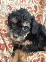 Dolly, a female Shihpoo for sale in Seymour, MO – Photo 2 of 10