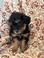 Dolly, a female Shihpoo for sale in Seymour, MO – Photo 6 of 10