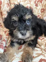 Dolly, a female Shihpoo for sale in Seymour, MO – Photo 1 of 10