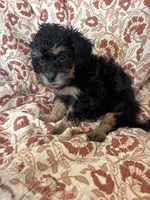 Dolly, a female Shihpoo for sale in Seymour, MO – Photo 9 of 10