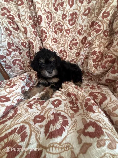 Molly, a female Shihpoo for sale in Seymour, MO – Photo 1 of 10