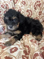 Dolly, a female Shihpoo for sale in Seymour, MO – Photo 3 of 10