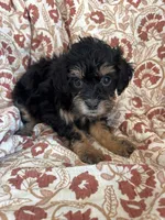 Dolly, a female Shihpoo for sale in Seymour, MO – Photo 8 of 10