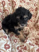 Dolly, a female Shihpoo for sale in Seymour, MO – Photo 5 of 10