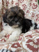 Jasper, a male Shih Tzu for sale in Seymour, MO – 6 of 10
