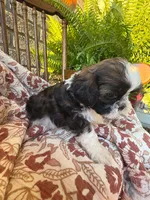 Kip, a female Shih Tzu for sale in Seymour, MO – 8 of 9
