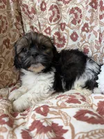 Jasper, a male Shih Tzu for sale in Seymour, MO – 4 of 10