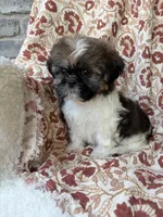 Lola, a female Shih Tzu for sale in Seymour, MO – 8 of 10