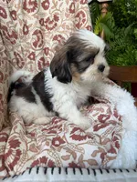 Murphy, a male Shih Tzu for sale in Seymour, MO – 3 of 10