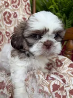Halle Rae, a female Shih Tzu for sale in Seymour, MO – 6 of 10