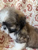 Kate, a female Shih Tzu for sale in Seymour, MO – 5 of 10