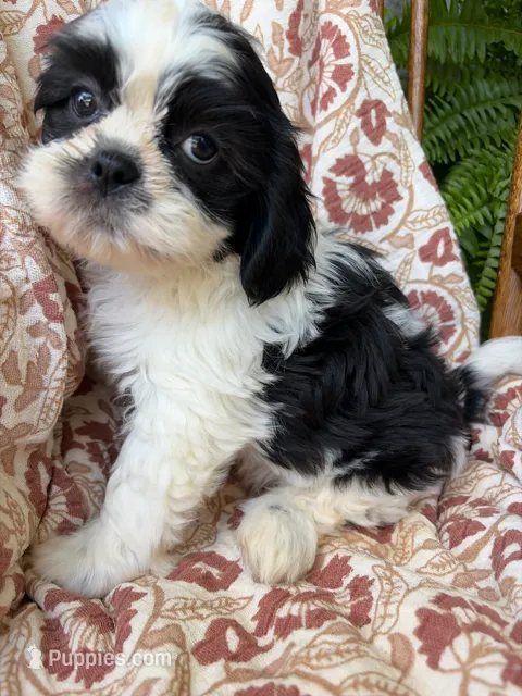 Truman – Shih Tzu puppy for sale in Seymour, MO