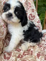Truman, a male Shih Tzu for sale in Seymour, MO – 1 of 6