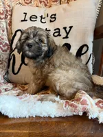 Nash, a male Shih Tzu for sale in Seymour, MO – 6 of 10