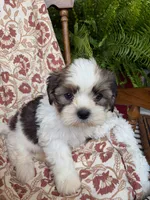 Murphy, a male Shih Tzu for sale in Seymour, MO – 6 of 10