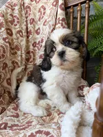 Judah, a male Shih Tzu for sale in Seymour, MO – 4 of 9