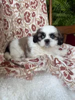 Charlie, a male Shih Tzu for sale in Seymour, MO – 6 of 10