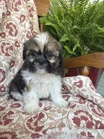 Finn, a male Shih Tzu for sale in Seymour, MO – 8 of 10