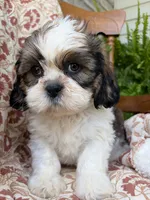 Judah, a male Shih Tzu for sale in Seymour, MO – 7 of 9