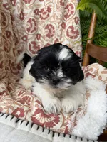 Charlie, a male Shih Tzu for sale in Seymour, MO – 2 of 10