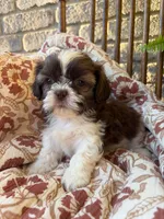 Tiny Beckem, a male Shih Tzu for sale in Seymour, MO – 2 of 8