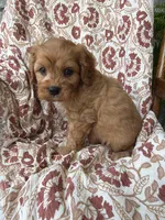 Beau, a male Cavapoo and Poodle - Toy  for sale in Seymour, MO – 5 of 9