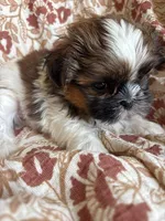 Axel , a  Shih Tzu for sale in Seymour, MO – Photo 8 of 8