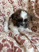 Axel , a  Shih Tzu for sale in Seymour, MO – Photo 3 of 8