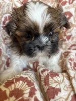 Axel , a  Shih Tzu for sale in Seymour, MO – Photo 2 of 8