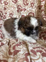 Axel , a  Shih Tzu for sale in Seymour, MO – Photo 7 of 8