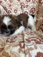 Axel , a  Shih Tzu for sale in Seymour, MO – Photo 5 of 8