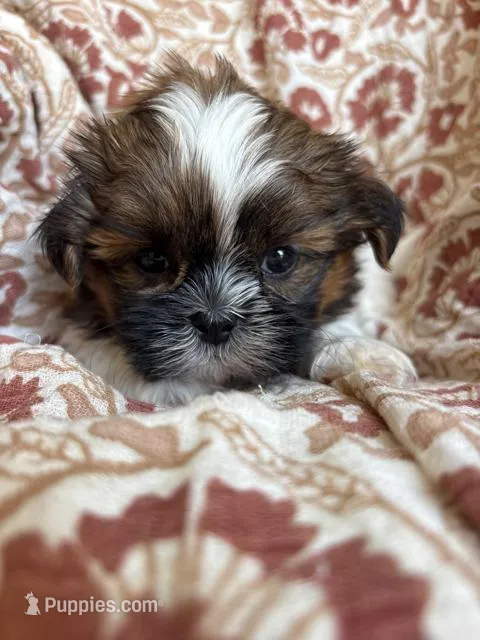Axel  – Shih Tzu puppy for sale in Seymour, MO