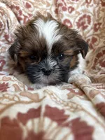 Axel , a  Shih Tzu for sale in Seymour, MO – Photo 1 of 8