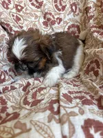 Axel , a  Shih Tzu for sale in Seymour, MO – Photo 6 of 8