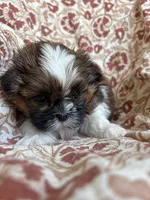 Axel , a  Shih Tzu for sale in Seymour, MO – Photo 4 of 8