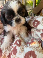 Kip, a female Shih Tzu for sale in Seymour, MO – 4 of 9