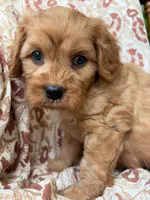 Beau, a male Cavapoo and Poodle - Toy  for sale in Seymour, MO – 6 of 9