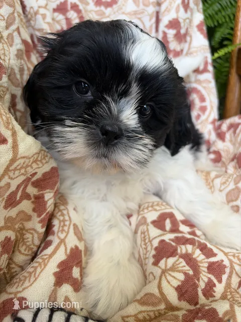 Charlie – Shih Tzu puppy for sale in Seymour, MO