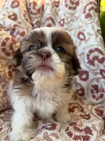 Eleanor, a female Shih Tzu for sale in Seymour, MO – 5 of 9