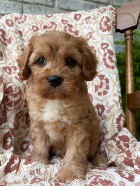 Beau – Cavapoo, Poodle - Toy  puppy for sale in Seymour, MO