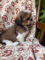 Nora, a female Shih Tzu for sale in Seymour, MO – 6 of 10